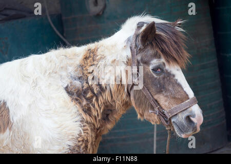 Cavalli domestici vecchio pony affetti da sindrome di Cushings Foto Stock