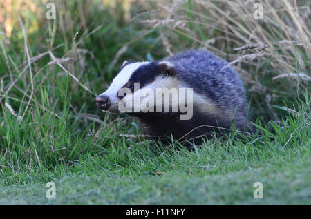 Uno badger emergente al tramonto in un campo REGNO UNITO Foto Stock