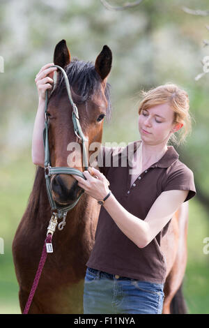 American Quarter Horse donna mettendo yooung halter horse sequenza 3 5 Foto Stock