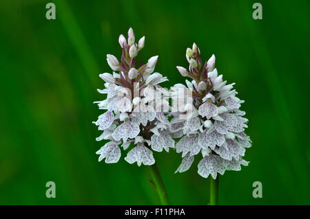 Due le teste dei fiori di orchidea macchiata fiori REGNO UNITO Foto Stock