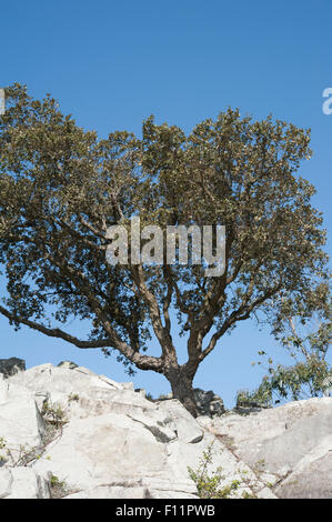 Quercus suber, querce da sughero, crescente nelle montagne vicino Monchique, Portogallo. Aprile. Foto Stock