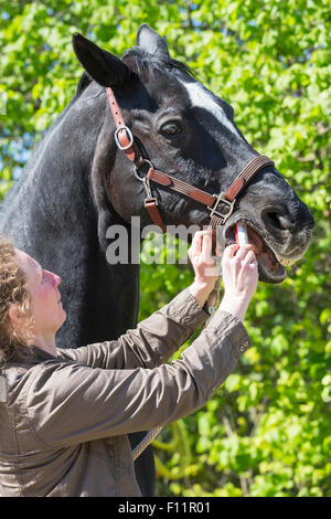 Vet dando warmblood nero cavallo pasta worm Foto Stock