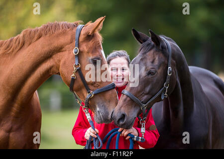 Hanoverian cavallo donna a capo di due fattrici Foto Stock