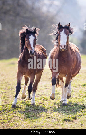 Pony Welsh baia due adulti pascolo al galoppo Foto Stock