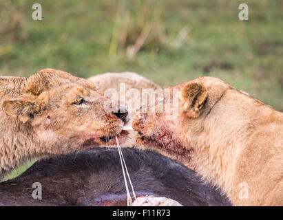 Leonesse, Panthera leo, tussle over interiora di recentemente ucciso Bufali, Syncerus caffer, Okavango Delta, nord Botswana Foto Stock