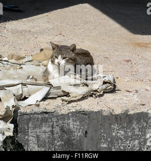 Senzatetto cat seduto su una pila di carte. Foto Stock