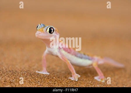 Web-footed Gecko (Palmatogecko blocchi rangei) sabbia deserto del Namib Namib-Naukluft National Park, Namibia Foto Stock