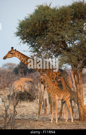 Una giraffa di Angola, Namibia (Giraffa Giraffa camelopardalis angolensis) GIOVANE FEMMINA la permanente shade tree Namib-Skeleton Coast Foto Stock