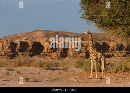 Una giraffa di Angola, Namibia (Giraffa Giraffa camelopardalis angolensis) permanente degli adulti il deserto Namib-Skeleton Coast National Pa Foto Stock