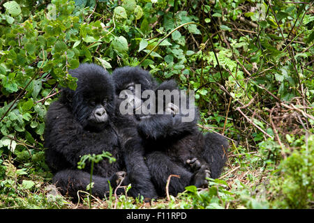 Gorilla di Montagna (Gorilla beringei beringei) due stanchi di neonati seduta la terra Parco Nazionale Vulcani, Ruanda Foto Stock