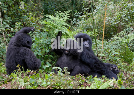 Gorilla di Montagna (Gorilla beringei beringei) Due giovani oplaying accanto alla seduta adulto Parco Nazionale Vulcani, Ruanda Foto Stock