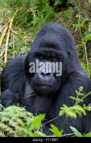 Gorilla di Montagna (Gorilla beringei beringei) ritratto maschio silverback Parco Nazionale Vulcani, Ruanda Foto Stock
