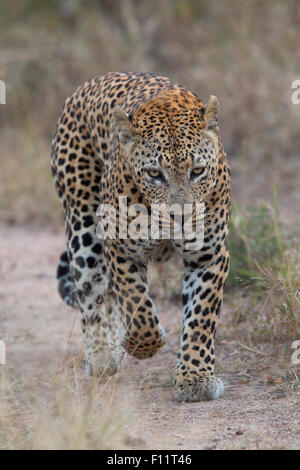 African Leopard (Panthera pardus) adulto Percorso a piedi verso la telecamera Sabi Sand, Sud Africa Foto Stock