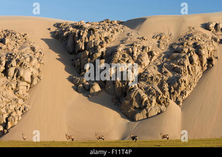 Gemsbok (Oryx gazella) Namib-Skeleton Coast National Park, Namibia Foto Stock