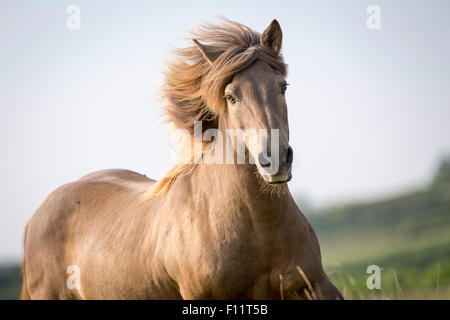 Cavallo islandese ritratto smoky stallone nero Austria Foto Stock