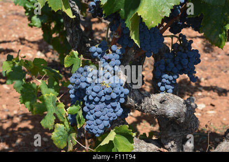 I grappoli di uva sulla vite, pronto per il raccolto. Verso la fine di agosto nel Jalon Valley, Provincia di Alicante, Spagna. Foto Stock