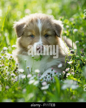Pastore australiano cucciolo in piedi il prato fiorito durante la masticazione di foglie di trifoglio Foto Stock
