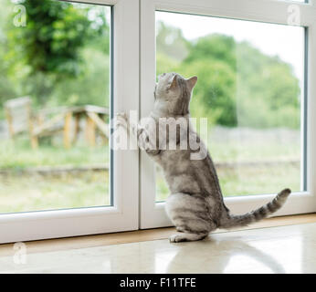 British Shorthair Cat Tabby tomcat sscratching in corrispondenza della finestra, vorrei andare fuori Foto Stock