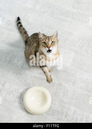 Il gatto domestico Tabby adulto seduto accanto a svuotare la coppa di alimentazione, meowing reproachfully Foto Stock