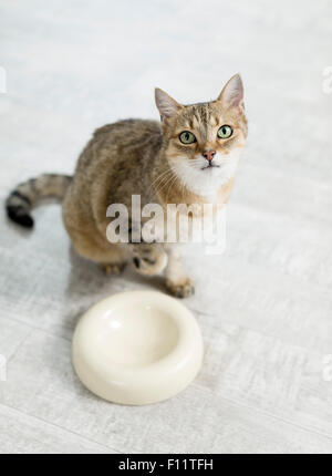 Il gatto domestico Tabby adulto seduto accanto a svuotare la coppa di alimentazione Foto Stock