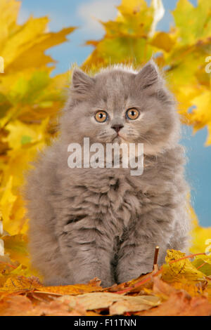British Longhair gattino seduto figliata di foglia Foto Stock