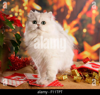 Chinchilla gatto persiano seduta decorazione di Natale Foto Stock