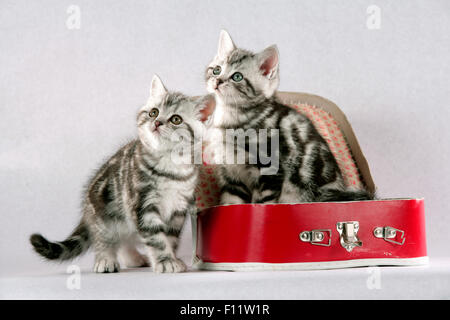 British Shorthair coppia tabby gattini e accanto al rosso bambole valigia Studio immagine contro uno sfondo bianco, Foto Stock