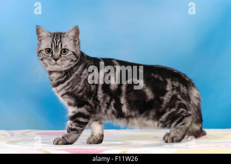 British Shorthair Gatto adulto in piedi, visto di lato su Studio immagine contro sfondo blu Foto Stock