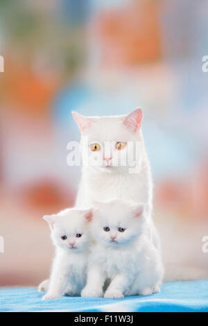 British Shorthair White madre due gattini Foto Stock