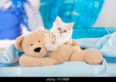Sacro Birmania gatto bianco gattino huggling fino a orsacchiotto Foto Stock