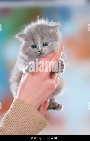 British Longhair gattino detenute da mani Foto Stock