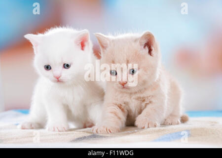 British Shorthair due gattini (bianco e crema) seduta su una coperta Foto Stock
