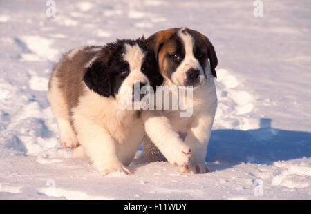 San Bernardo cane due cuccioli in esecuzione accanto a ogni altra neve Foto Stock