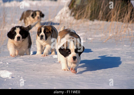 San Bernardo cane due cuccioli neve a piedi Foto Stock