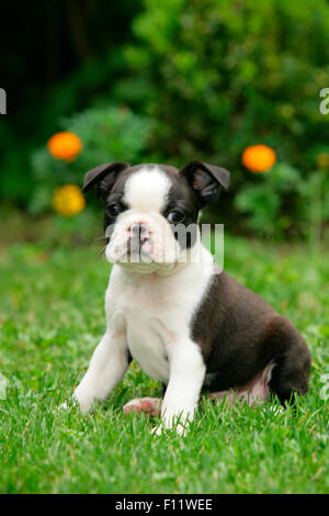 Boston Terrier cucciolo seduta prato Foto Stock