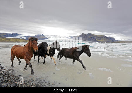 Cavallo islandese quattro adulti trotto un gelido beach Islanda. Foto Stock