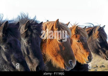 Cavallo islandese ritratto cinque cavalli, linea permanente di Islanda. Foto Stock