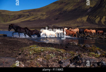 Islandese allevamento di cavalli supera il torrente Islanda Foto Stock