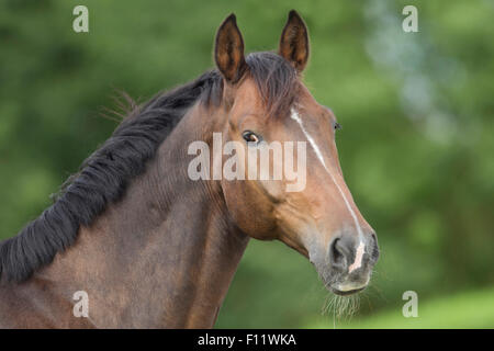 Ritratto Warmblood bay horse striscia bianca Foto Stock