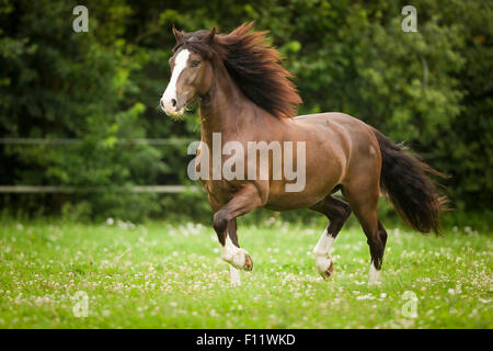 Welsh Pony, sezione D castrazione di castagno pascolo al galoppo Foto Stock