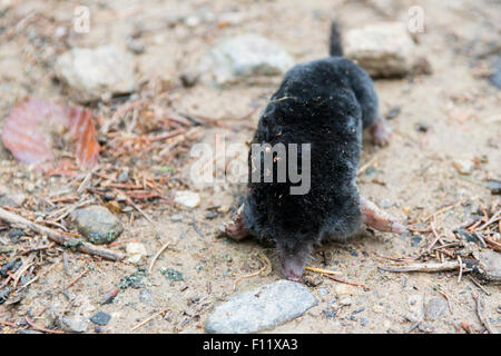 Mole (Talpa europaea). Trovato morto dopo un lungo periodo di siccità. Foto Stock