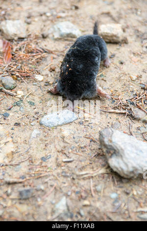 Mole (Talpa europaea). Trovato morto dopo un lungo periodo di siccità. Foto Stock