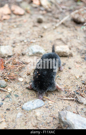 Mole (Talpa europaea). Trovato morto dopo un lungo periodo di siccità. Foto Stock