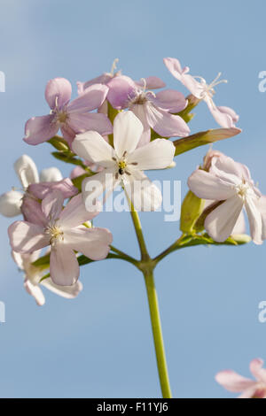 Soapwort comune, bouncing-bet, crow sapone, wild dolce William, soapweed, Echtes Seifenkraut, Seifenwurz, Saponaria officinalis Foto Stock