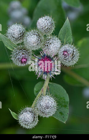 Hairy Bardana, Filzige Klette, Filzklette, Arctium tomentosum Foto Stock