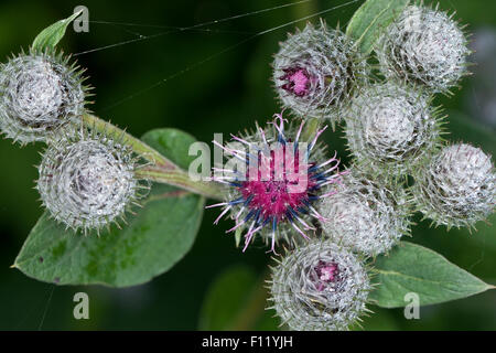 Hairy Bardana, Filzige Klette, Filzklette, Arctium tomentosum Foto Stock