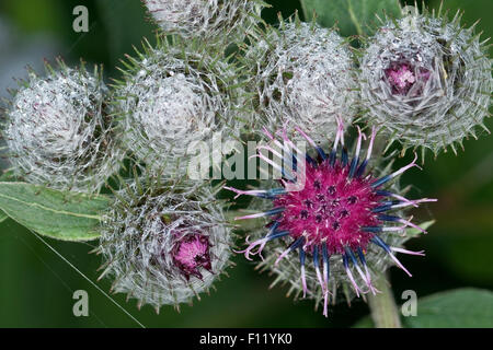 Hairy Bardana, Filzige Klette, Filzklette, Arctium tomentosum Foto Stock