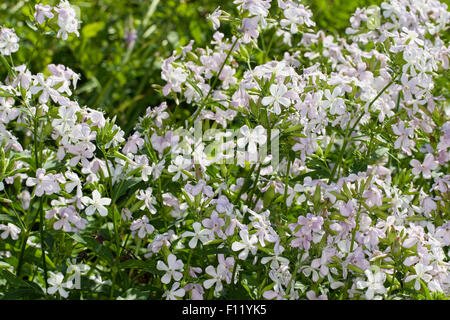 Soapwort comune, bouncing-bet, crow sapone, wild dolce William, soapweed, Echtes Seifenkraut, Seifenwurz, Saponaria officinalis Foto Stock