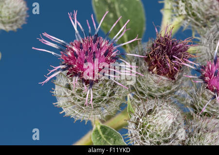 Hairy Bardana, Filzige Klette, Filzklette, Arctium tomentosum Foto Stock