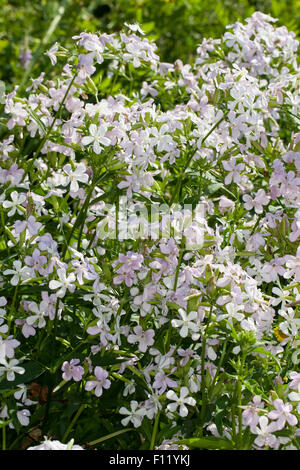 Soapwort comune, bouncing-bet, crow sapone, wild dolce William, soapweed, Echtes Seifenkraut, Seifenwurz, Saponaria officinalis Foto Stock